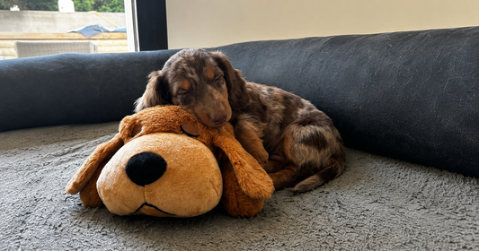 Chiot qui s'endort apaisé avec la peluche Milo — Kindlypaw
