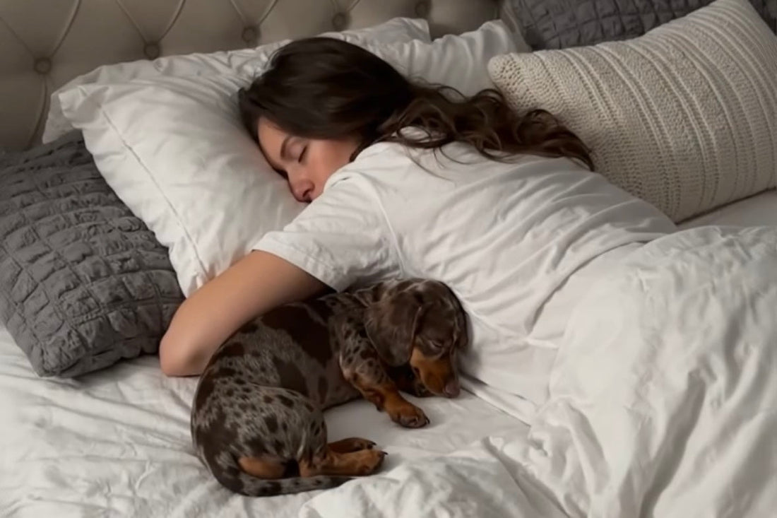 Chiot teckel qui dort avec sa maîtresse dans le lit — Kindlypaw