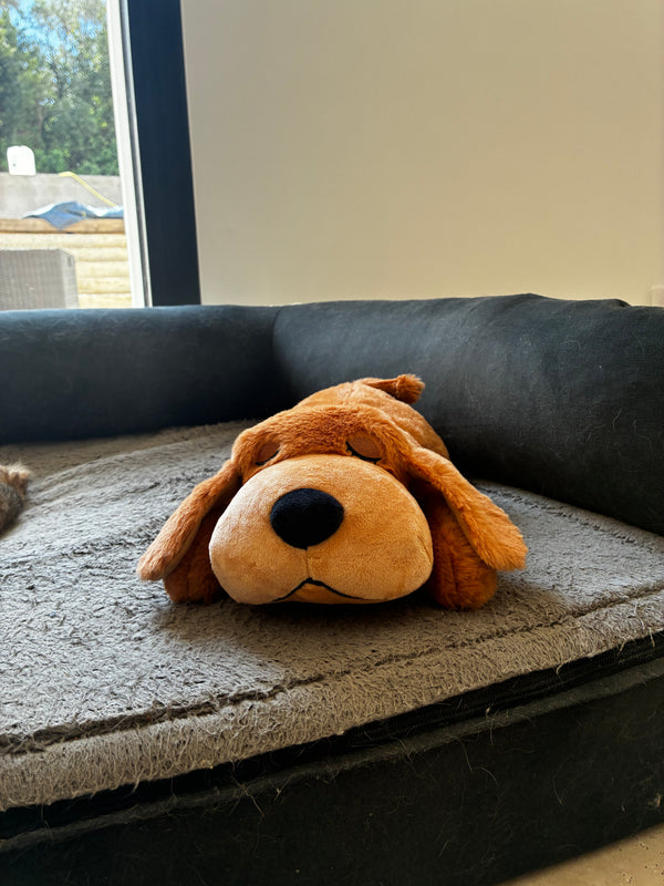 Posez la peluche