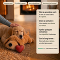 Chiot golden retriever apaisé contre la peluche Milo Kindlypaw au coin du feu, avec la progression du calme de la première nuit au long terme.